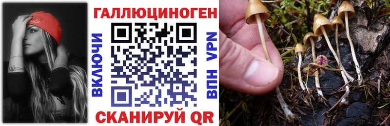 Купить где  Гулькевичи  Галлюциногенные грибы GOLDEN TEACHER 